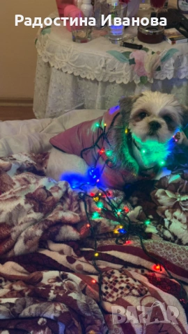 Търсим мъжко ши тцу, снимка 2 - Ши Тцу - 53054726