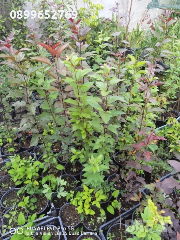 Декоративна червена ябълка Малус. 130 см