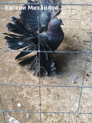 Фенерлии , снимка 8 - Гълъби - 52369128