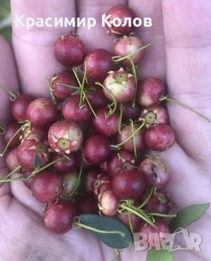 Ягодова мирта, чилийска гуава, Ugni molinae, растения плододаващи, екзотични, снимка 2 - Градински цветя и растения - 52516873