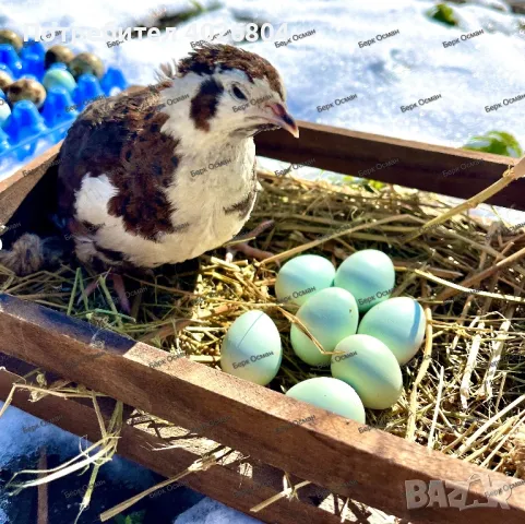 Пъдпъдъци на различни възрасти, снимка 2 - Други животни - 49245613