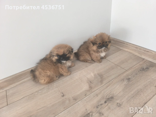Продавам мъжки и женски пекинез 