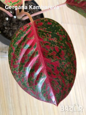 Aglaonema Sap Mongkol , снимка 2 - Стайни растения - 46318523