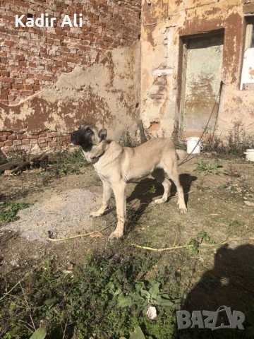 Продавам мъжко куче кангал , снимка 4 - Кангал - 53183677