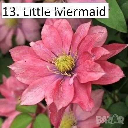 Клематис 33 вида , снимка 12 - Градински цветя и растения - 54019855