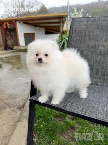 Померан момче с всички ваксини. Померанче, снимка 4 - Померан - 54090691