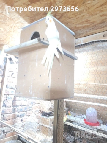 Папагали корели, снимка 6 - Папагали - 53167838