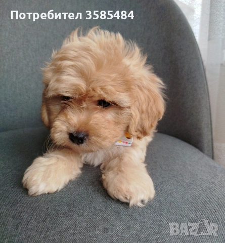 Shih poo/Mini poodle , снимка 8 - Пудели - 54096771