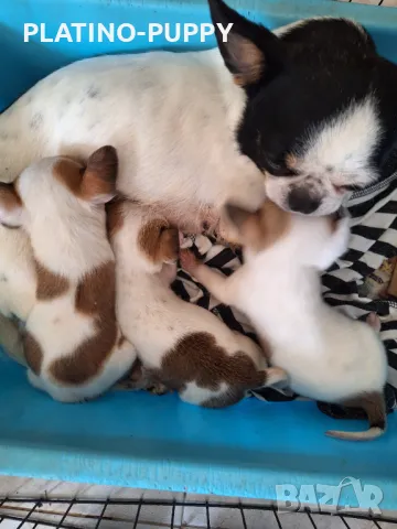 ЧИХУАХУА БЕБЕТА, снимка 2 - Чихуахуа - 49821847