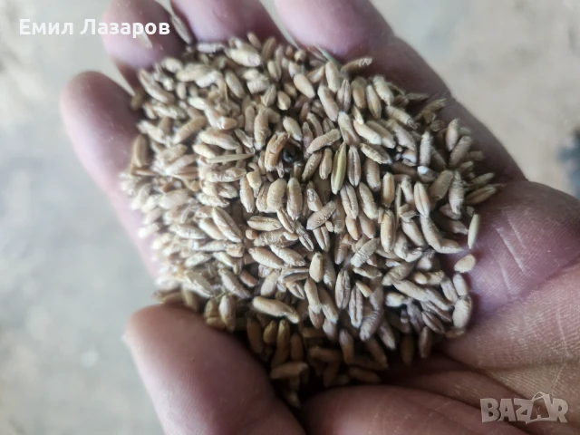 Овес,жито,третикале, снимка 4 - Коне - 51225144