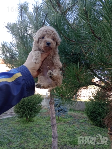 Мъжки Пудел , снимка 2 - Пудели - 52697553