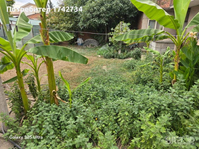 бананови палми Муса Баджо, снимка 3 - Градински цветя и растения - 51751129