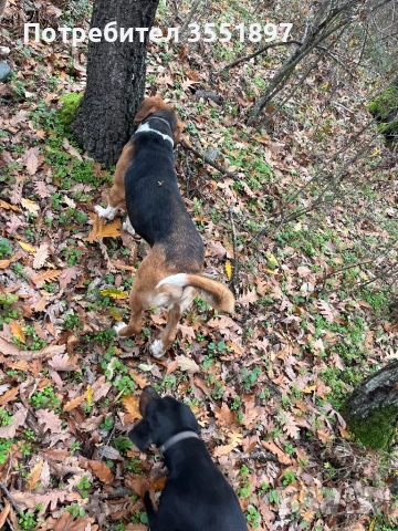 Продавам две гончета , снимка 5 - Гонче - 53010499