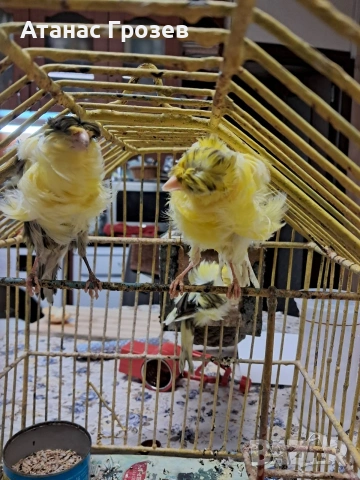 Продавам канари, снимка 11 - Канари - 53570041