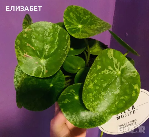 Pilea veriegat muhito, снимка 1 - Стайни растения - 49517106