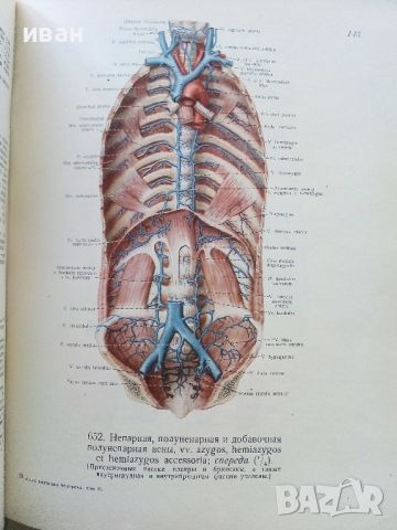 Атлас анатомии человека  том 2 - Р.Д.Синельников - 1956г., снимка 6 - Специализирана литература - 45536071
