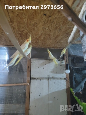 Папагали корели, снимка 3 - Папагали - 53167838