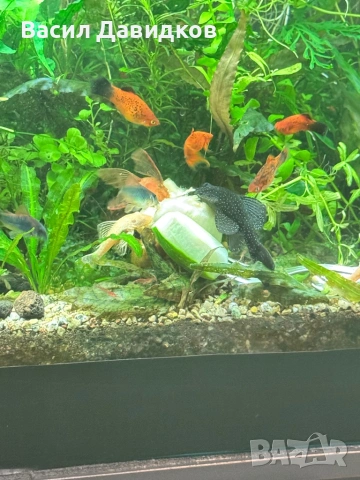 Анцуструс L144 , 183 , коридораа Венецуела , снимка 7 - Рибки - 53884676