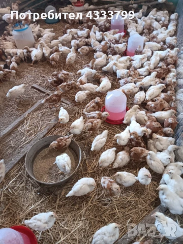 Женски пилета супер харко,мъжки и бройлери на 1 месец , снимка 2 - Кокошки и пуйки - 53454402