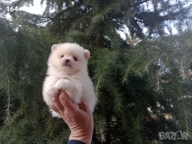 Бели мъжки и женски Померани. Реални снимки от 02.01.26 г. , снимка 7 - Померан - 52908974