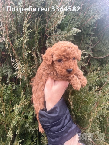 Мини пусел, снимка 11 - Пудели - 53276952