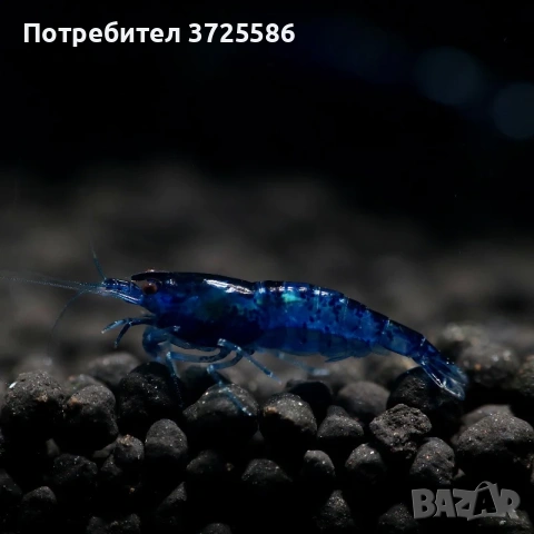 продавам аквариумни скариди сини