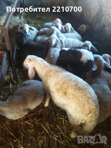 Агнета продавам от 20 до 30 килограм