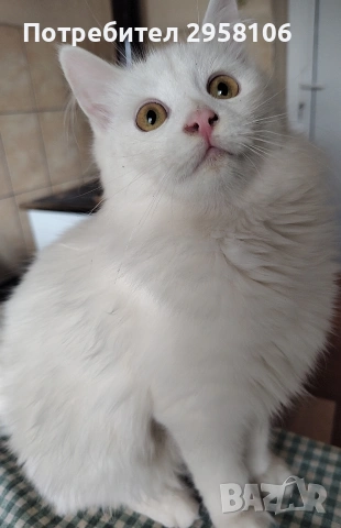 Персийска чинчила, снежно бяла, 5 мес., снимка 6 - Персийска - 53150542