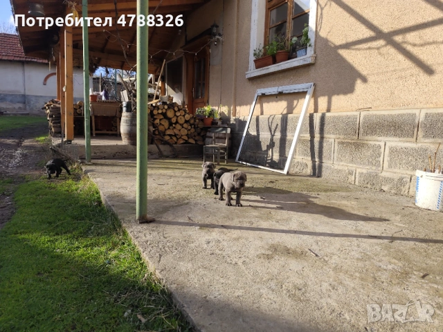Продаваме кученца Кане Корсо , снимка 3 - Кане корсо - 54098983