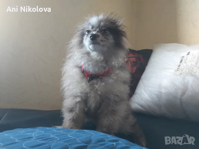 Померан рядък цвят мерле със синьо око, снимка 12 - Померан - 50248156