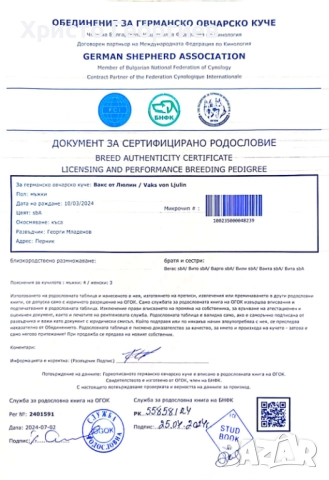 Развъдник”Georgiev Nouse”продава малки чистокръвни немски овчарки женски, снимка 17 - Немска овчарка - 51432181