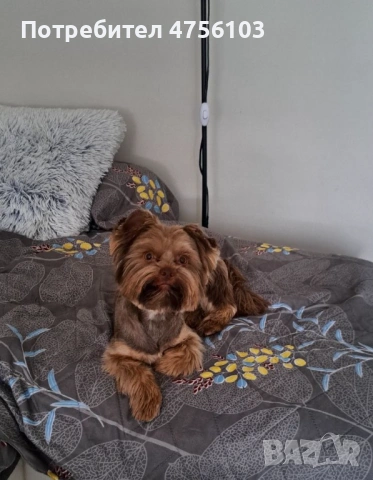 Продавам Йоркширско териерче, снимка 3 - Йоркширски териер - 53904914