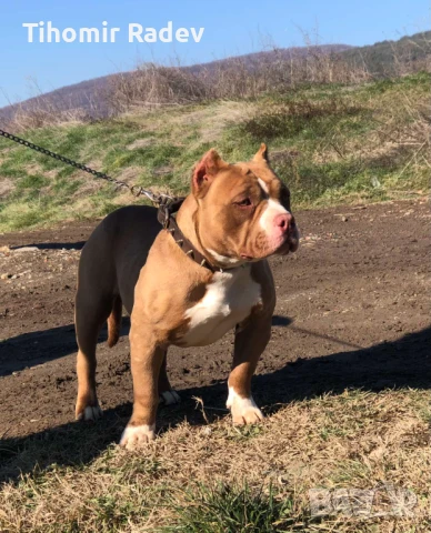 Американско були, снимка 5 - Други - 51061647