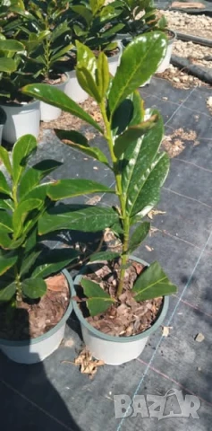 Лавровишна Новита, снимка 3 - Градински цветя и растения - 50996443