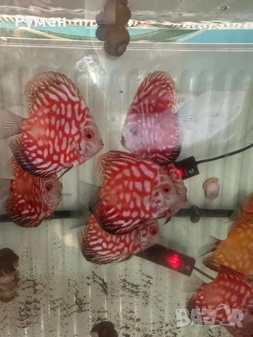 Продавам млади дискуси