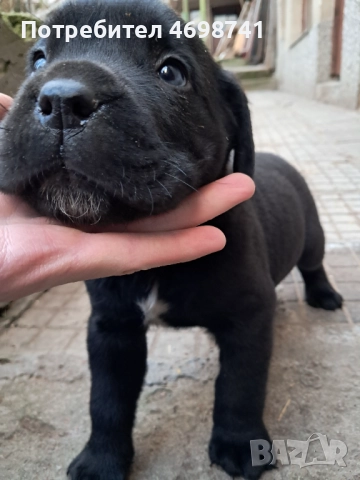 Мъжко Кане Корсо, снимка 4 - Други - 52967974