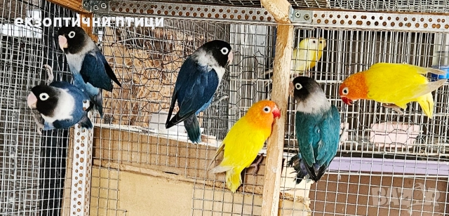 Продавам 2 двойки Неразделки , снимка 6 - Папагали - 52678957