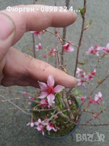 Японска вишна - храстовидна/ Prunus incisa Paean, снимка 3 - Разсади - 45864837