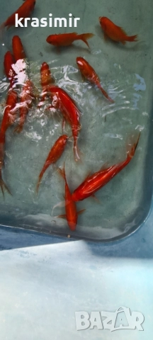 Езерни рибки комети, снимка 11 - Рибки - 51955813