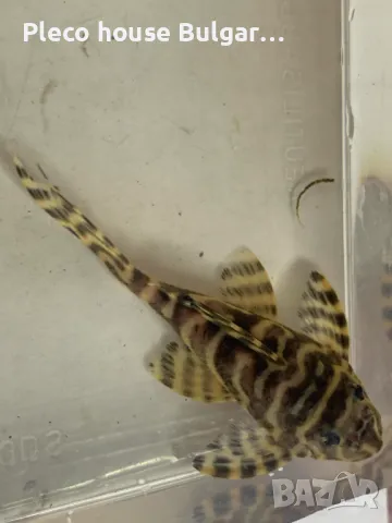 King Tiger Pleco L333, снимка 2 - Рибки - 46989958