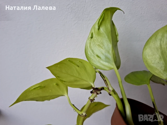 Епипремнум Epipremnum Champs Élysées, снимка 3 - Стайни растения - 53702328