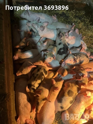 Продавам малки прасенца 