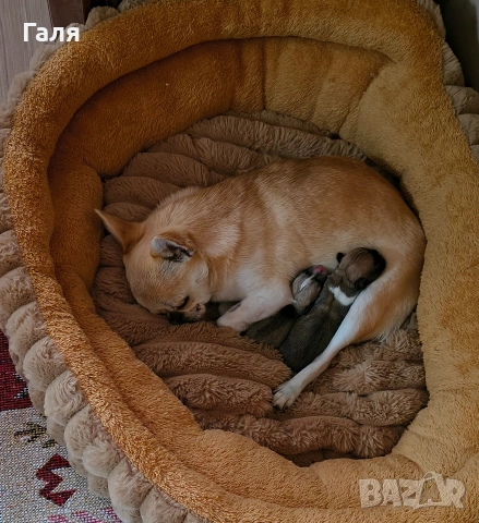 чихуахуа , снимка 7 - Чихуахуа - 54274485