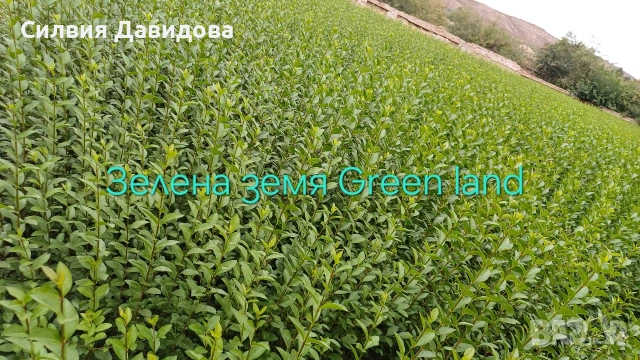 Лигуструм 0.30е гол корен за жив плет, снимка 9 - Градински цветя и растения - 53691559