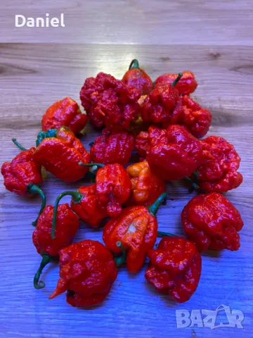 Carolina Reaper Каролина Рипер, снимка 2 - Градински цветя и растения - 47206890