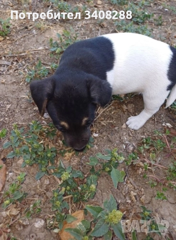 Джак ръсел, снимка 1