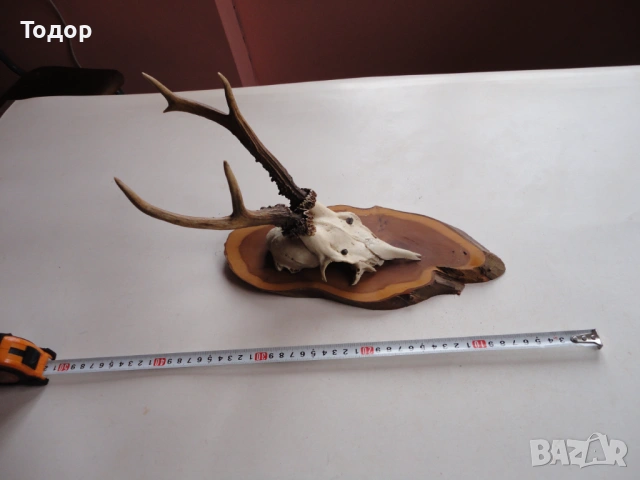 Ловен трофей рога 15 