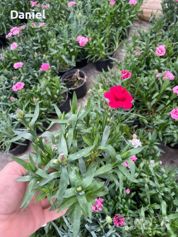 Карамфил и циклама, снимка 3 - Градински цветя и растения - 53939795