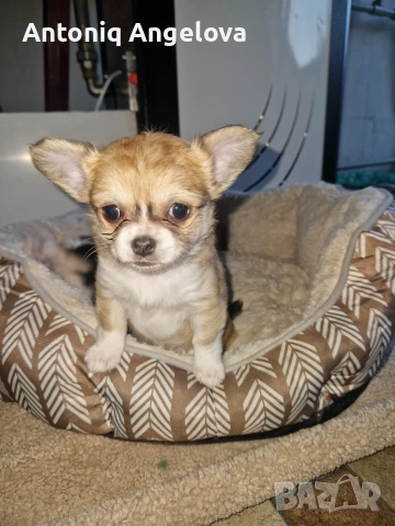 бебета чихуа на 50 дена с първа ваксина , снимка 8 - Чихуахуа - 53803931