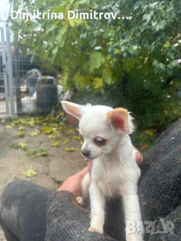 Мъжко мини чихуахуа, снимка 3 - Чихуахуа - 52417903